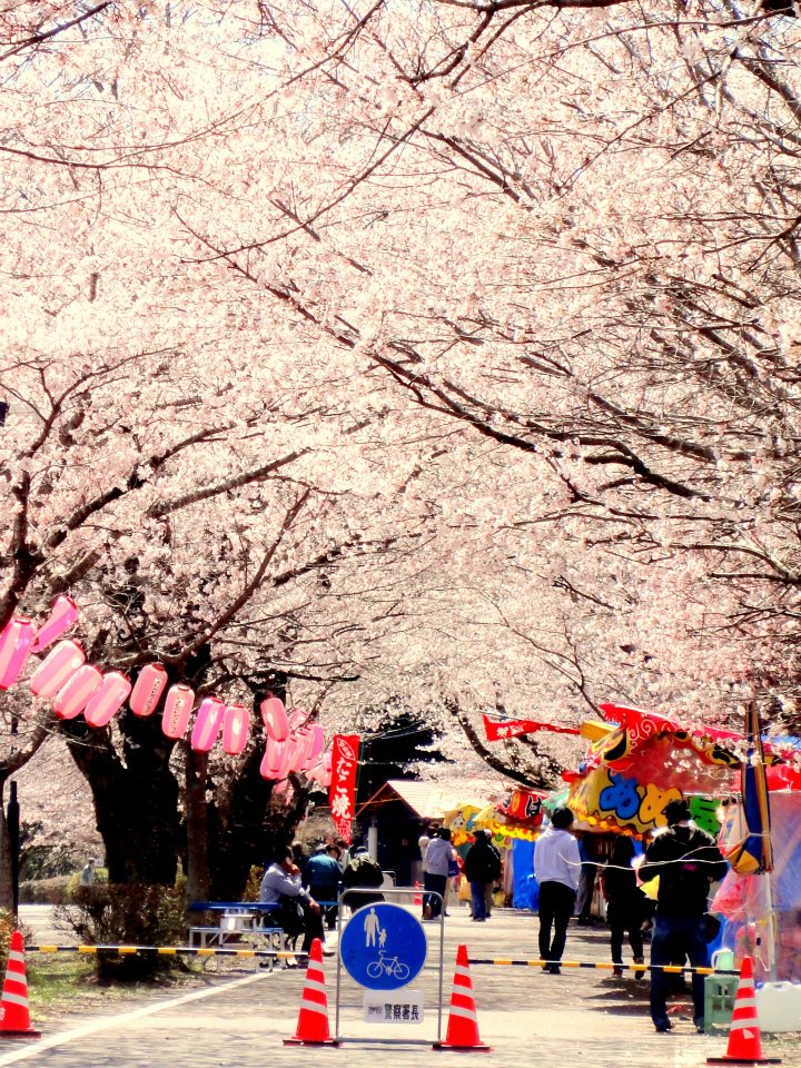 2012/3/31,忠元公園・桜状況（ほぼ満開♪）＠鹿児島県伊佐市大口