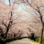 伊佐の桜特集