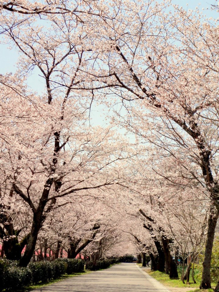 2012/3/31,忠元公園・桜状況（ほぼ満開♪）＠鹿児島県伊佐市大口