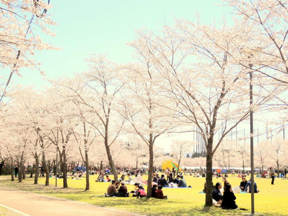 2012/4/1,忠元公園・桜まつり＠鹿児島県伊佐市大口