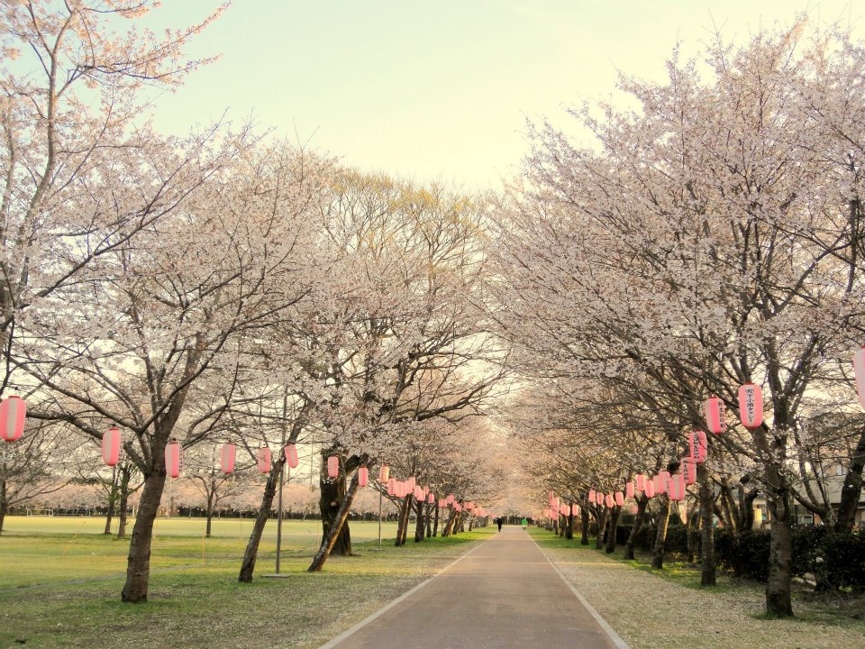 2012/4/6,忠元公園、桜状況＠鹿児島県伊佐市大口