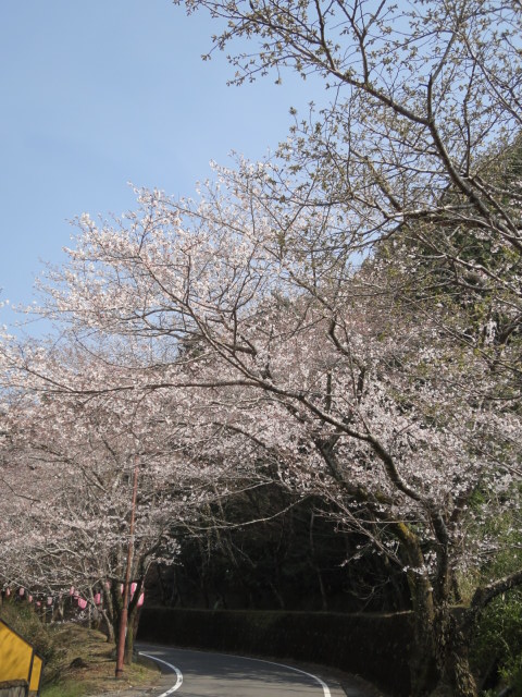 2012/3/28,忠元公園、忠元ハイツ側入り口の桜状況