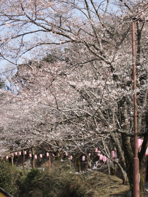 2012/3/28,忠元公園、忠元ハイツ側入り口の桜状況