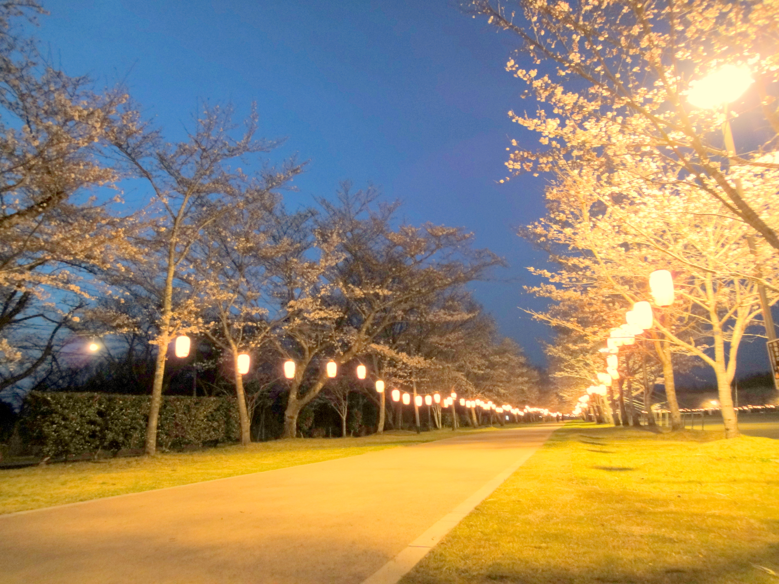 {2012/3/29、忠元公園、桜状況』の写真を、もっと見る