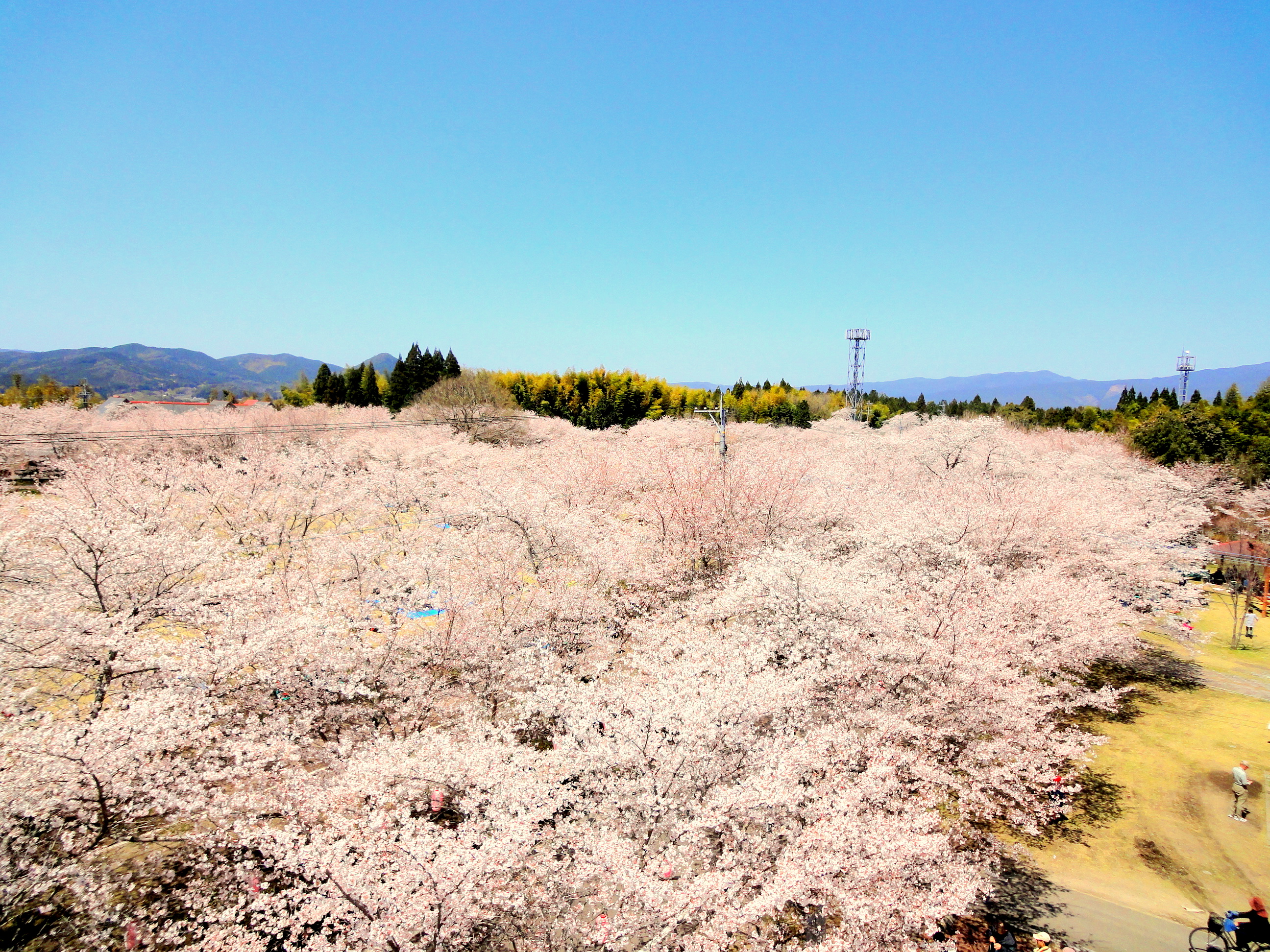 2012年・桜まつり＠忠元公園、高所さくら観覧（クレーン車上より）