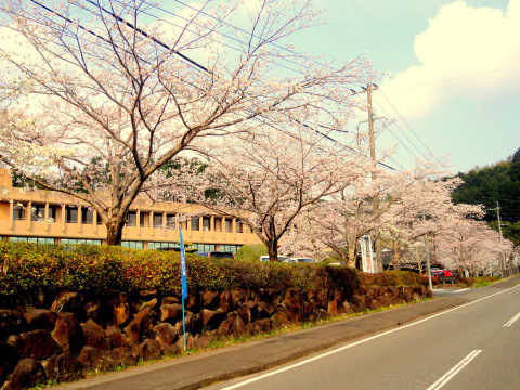 2012/3/30,伊佐市役所・菱刈庁舎の桜明