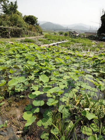 水生植物園＠鹿児島県伊佐市大口、園田地区