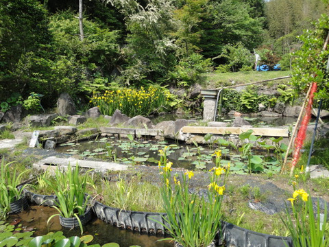 水生植物園＠鹿児島県伊佐市大口、園田地区