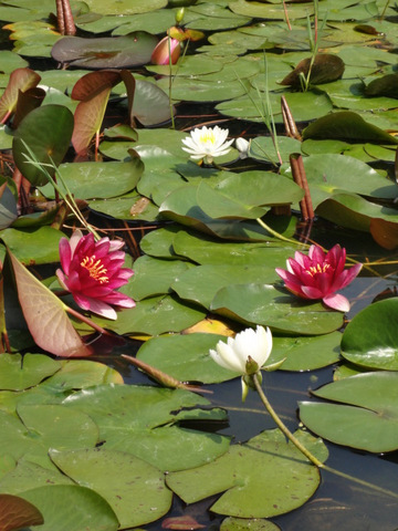 水生植物園＠鹿児島県伊佐市大口、園田地区