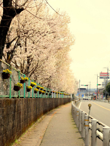 伊佐農林高校前の桜と、こぶし