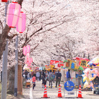 桜祭り（忠元公園）