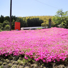 芝桜の里