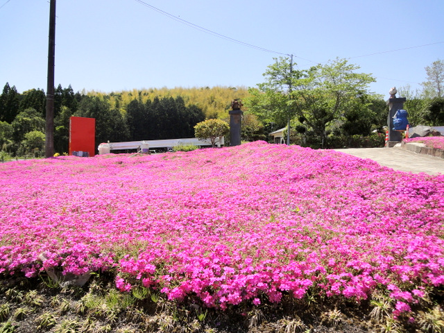 芝桜の里