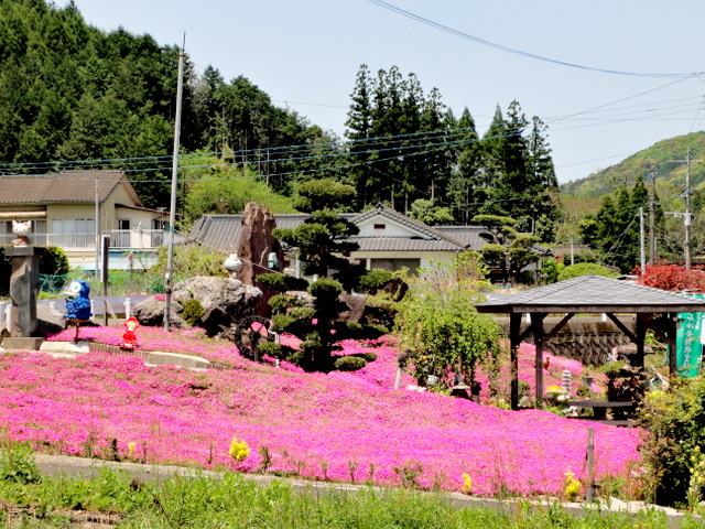 芝桜の里